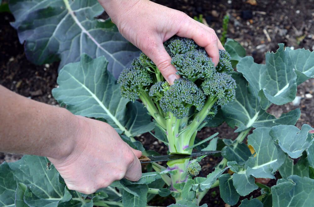 chopping and harvesting a large broccoli plant in the backyard garden