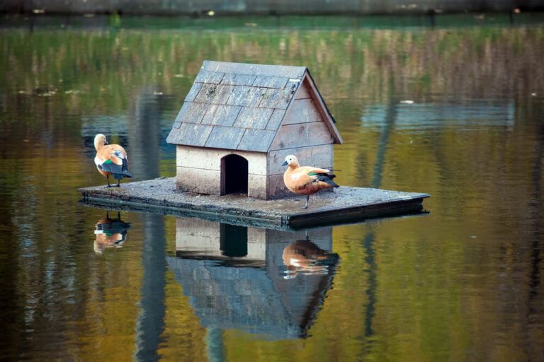 13 Fabulous DIY Floating Duck House Plans and Ideas for Your Feathered Friends