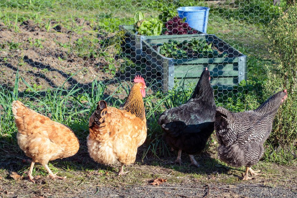 hungry chickens eagerly waiting for lunch or fresh vegetable scraps