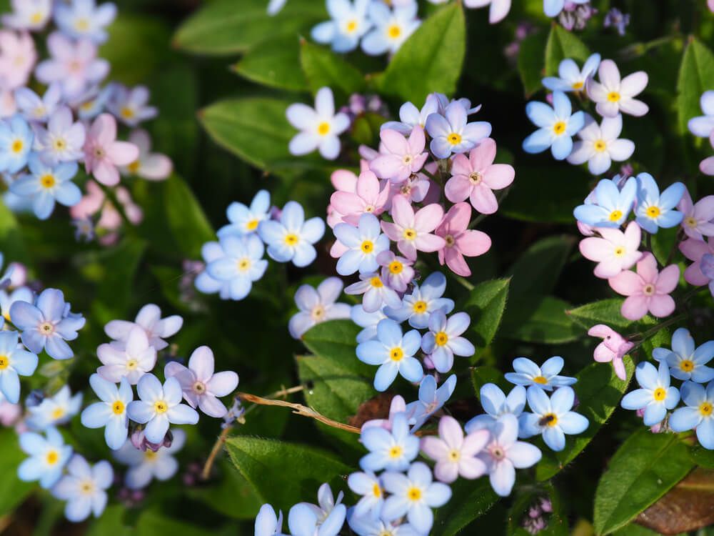 lovely blue and pink forgetmenots flowers blooming