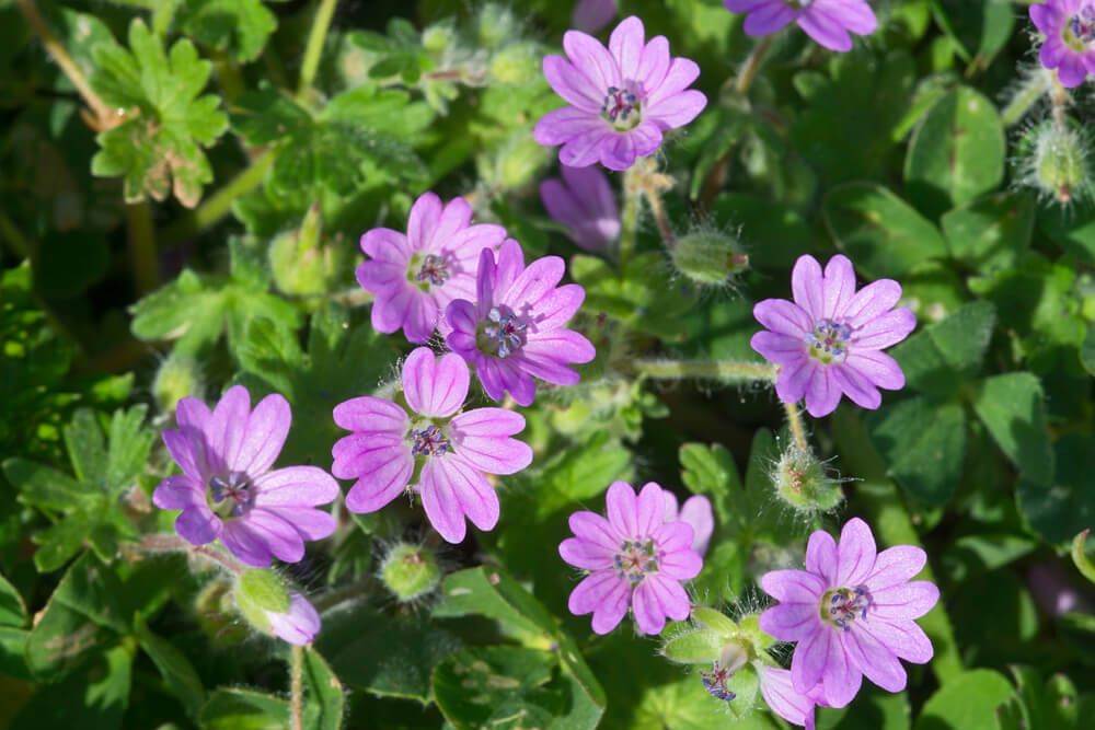 lovely pink and purple geranium molle flowers