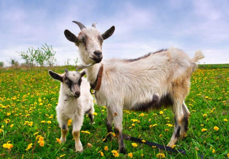 How Soon Can a Goat Get Pregnant After Giving Birth? [Kidding, Lactation, and Recovery]