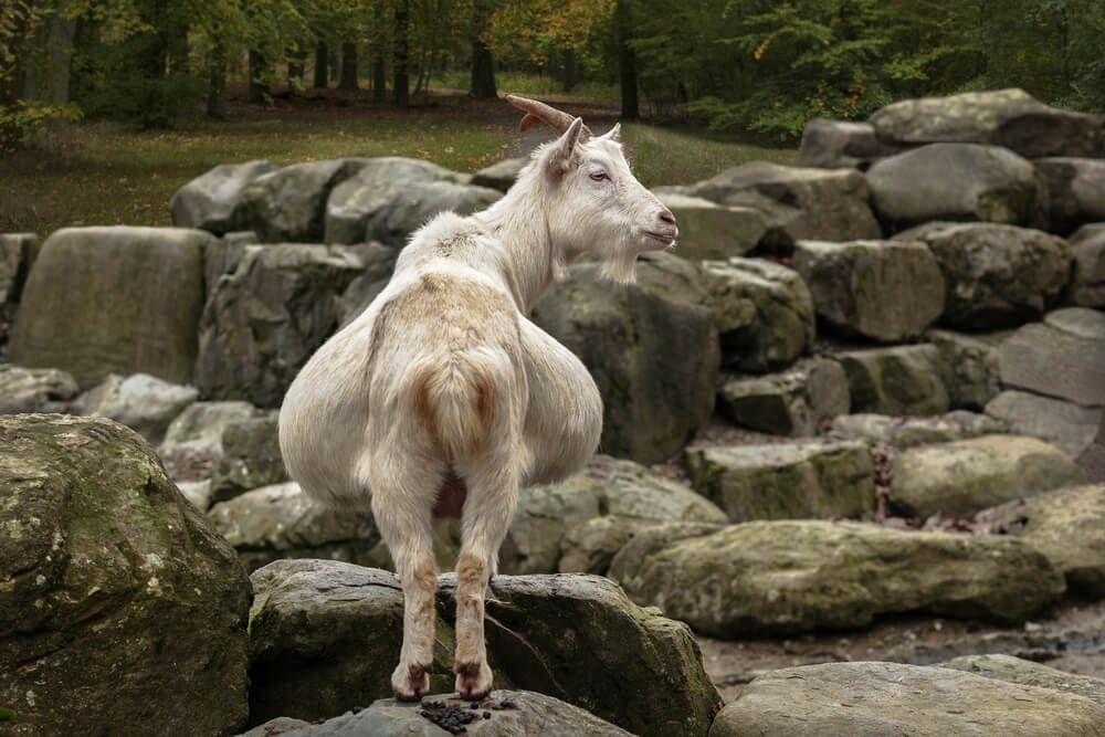 miniature pregnant goat standing in a rock garden