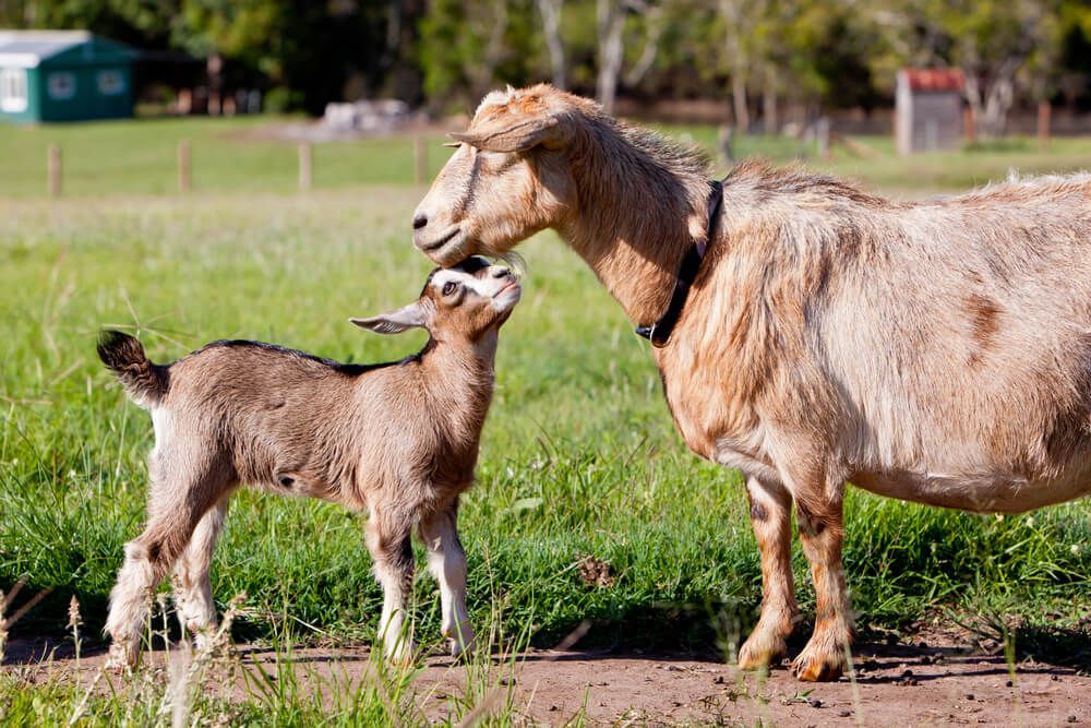 mother goat and goat kid in a field on a beautiful day