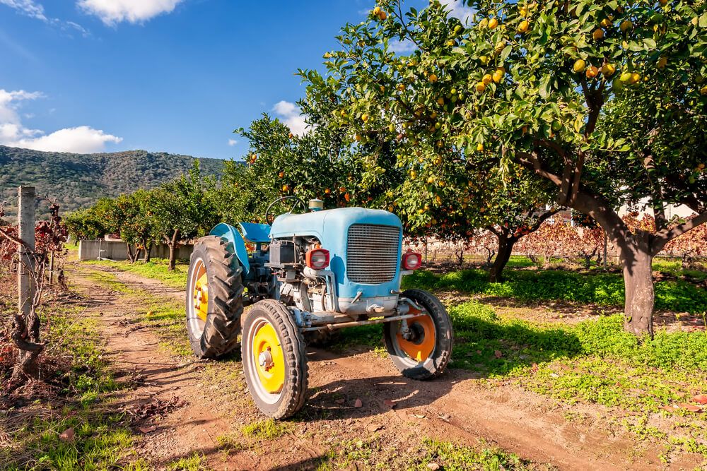 old blue tractor in a citrus orchard