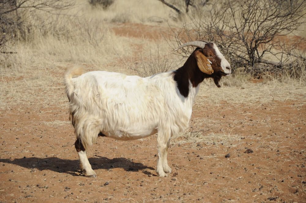 pregnant goat standing in dry farmland