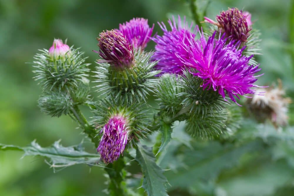 prickly thistle plants with deep pink and purple flowers