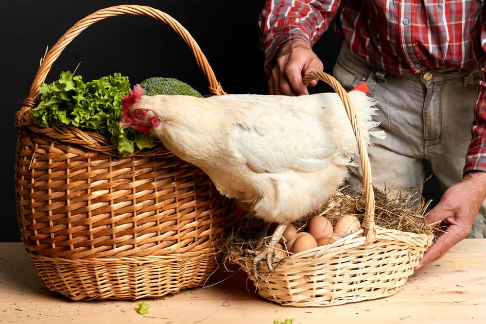 professional photoshoot with a farmer wicker baskets and hungry chicken