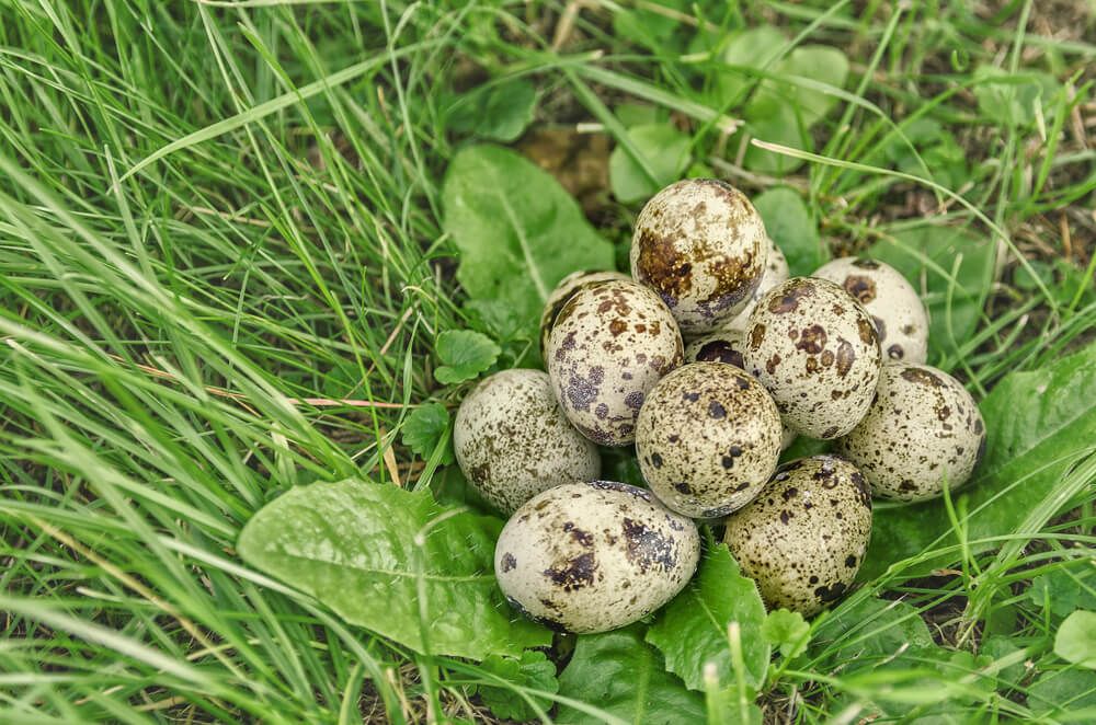 quail eggs resting on green grass