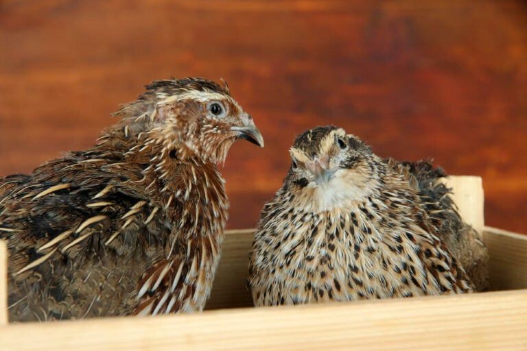 17 Free DIY Quail Coop Ideas and Plans for the Backyard [+ Building Tips]