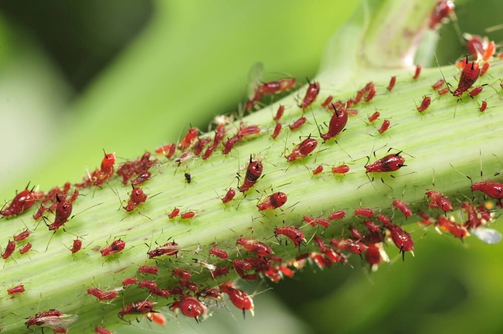 red aphids swarming a garden plant