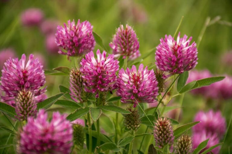 13 Common Weeds With Pink Flowers You Might Find In Your Garden