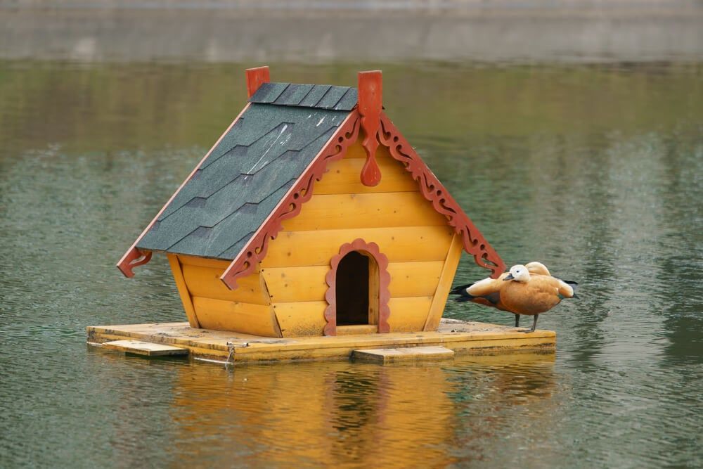 ruddy ducks visiting their floating duck house in the pond