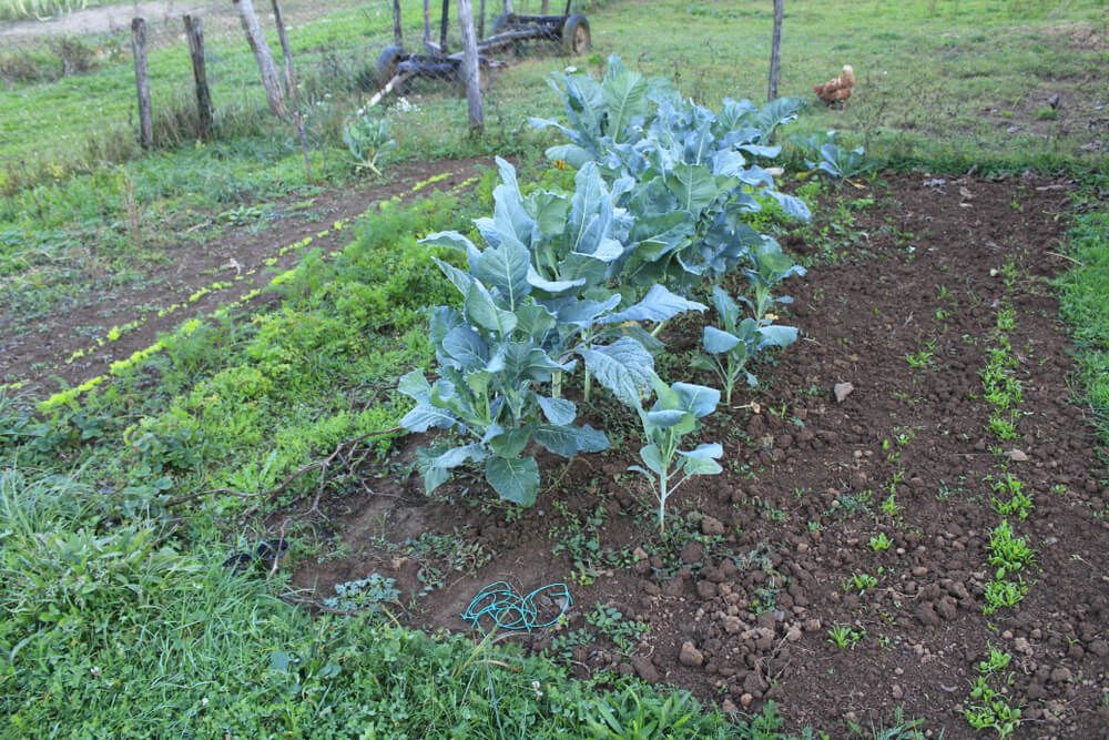 small vegetable garden growing broccoli spinach and carrots with a chicken in the background