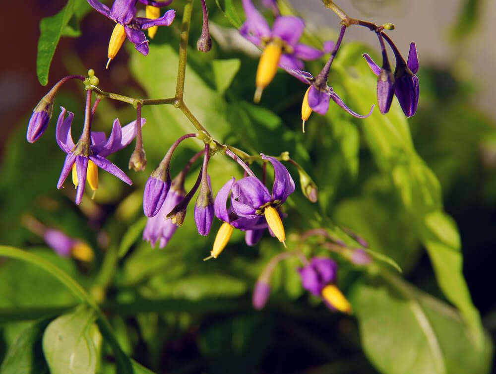 solanum nigrum plant with purple flowers