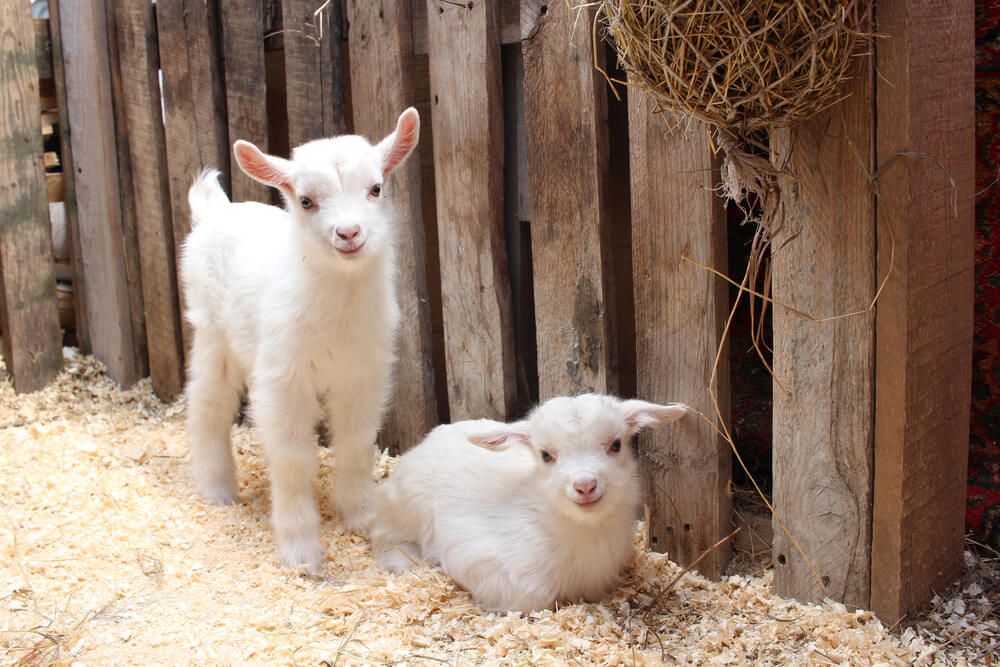 two small white baby goats on the farm