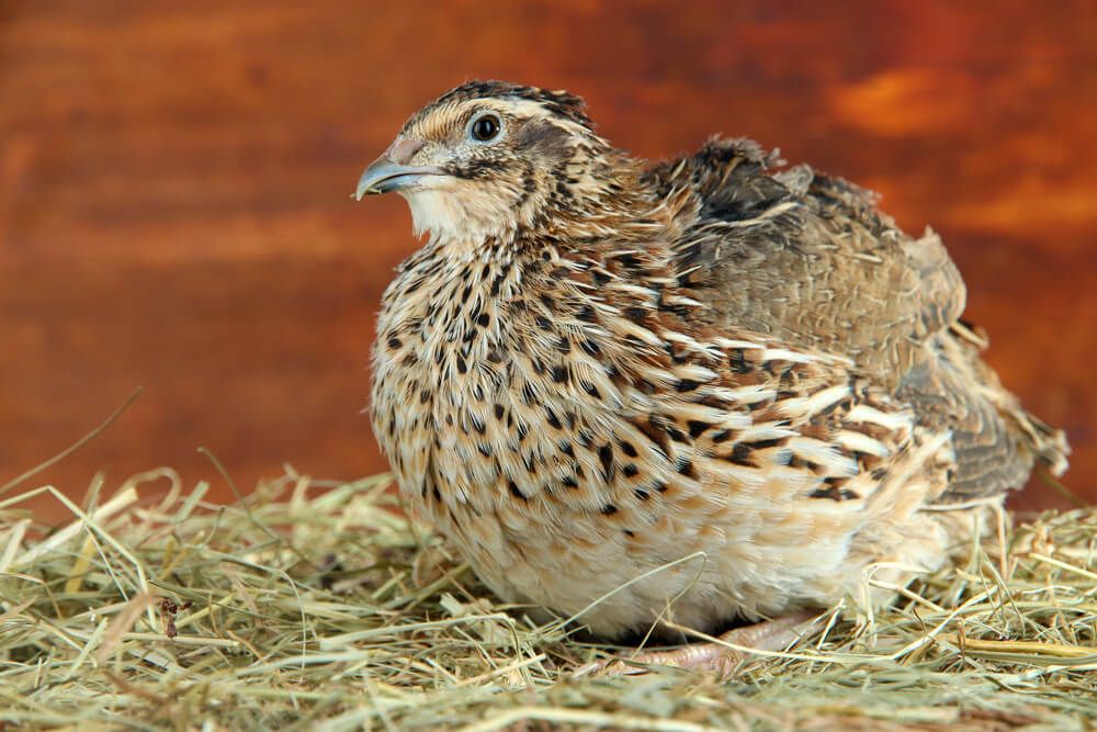 young quail resting on straw in a small barn
