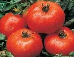 Tomato Ace 55 Great Heirloom Garden Vegetable | Seed Kingdom 200 Seeds