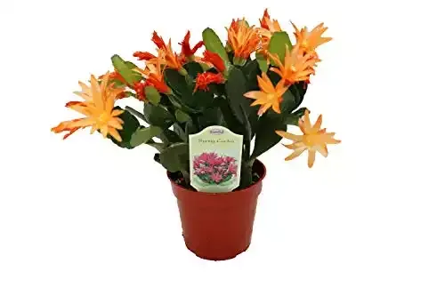 Spring Cactus (Surprise Colors) - 4" from California Tropicals