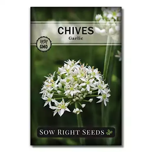 Garlic Chives Seeds for Planting | Non-GMO Heirloom Seeds | Sow Right Seeds