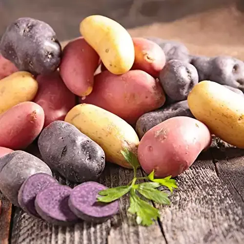 Organic US Grown Potato Medley Mix - 10 Seed Potatoes Mixed Colors Red, Purple and Yellow
