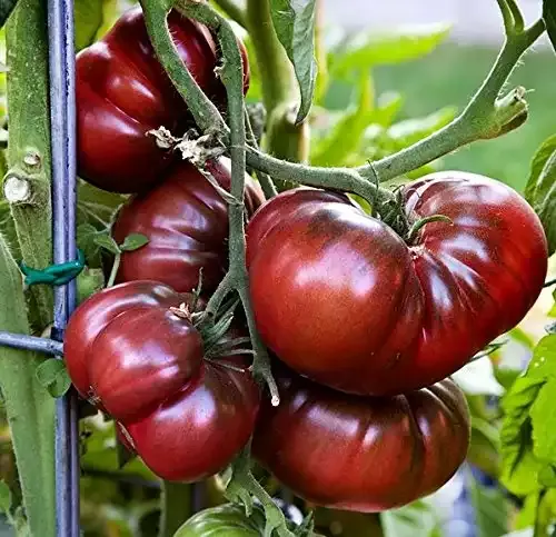 30+ Giant Black Krim Tomato Seeds, Heirloom Non-GMO | From USA | Harley Seeds