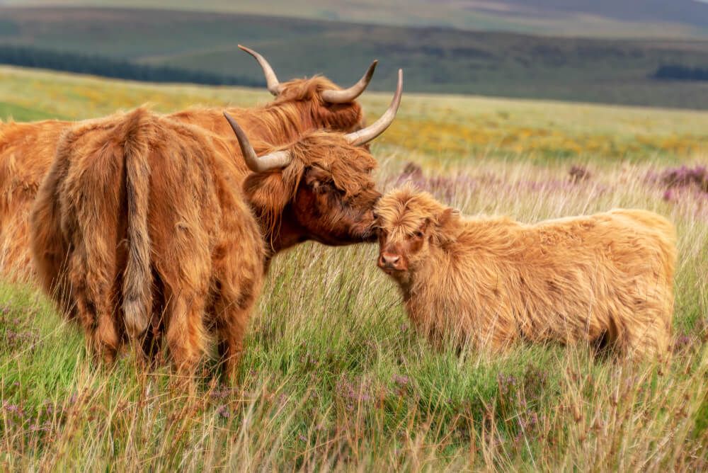 adorable highland cow family relaxing in the open field