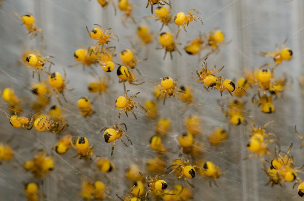 baby black and yellow garden spiders in a massive web