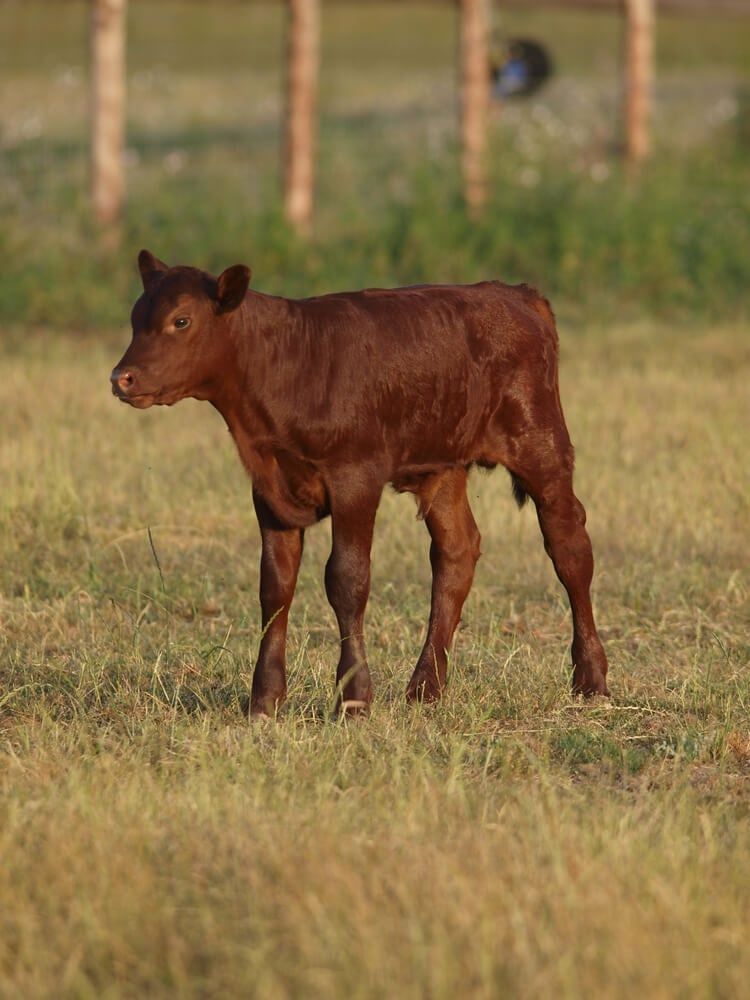 baby red poll calf exploring a field
