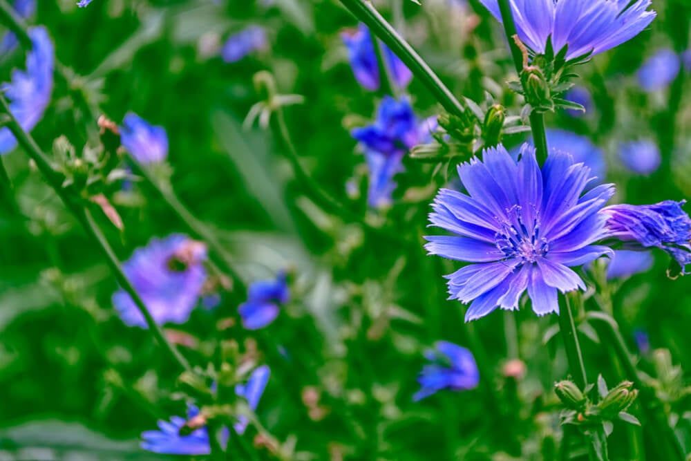 beautiful purple violet chicory flowers blooming on a lovely day