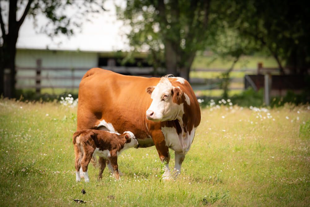 beef calf relaxing in the grass with a newborn baby calf