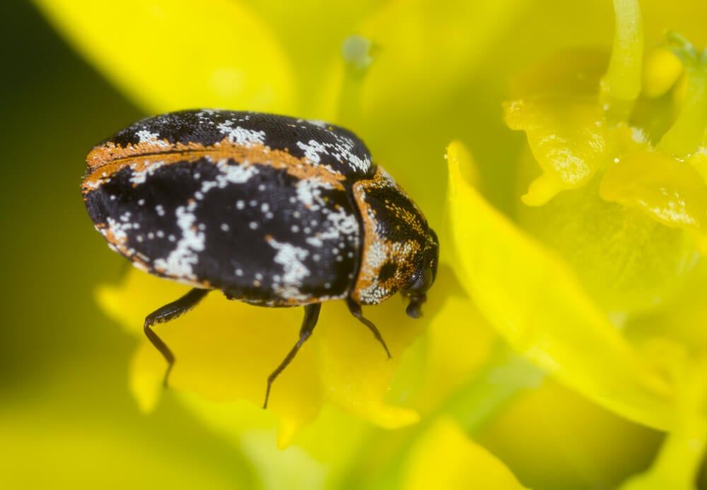 black and speckled carpet beetle on a bright yellow flower