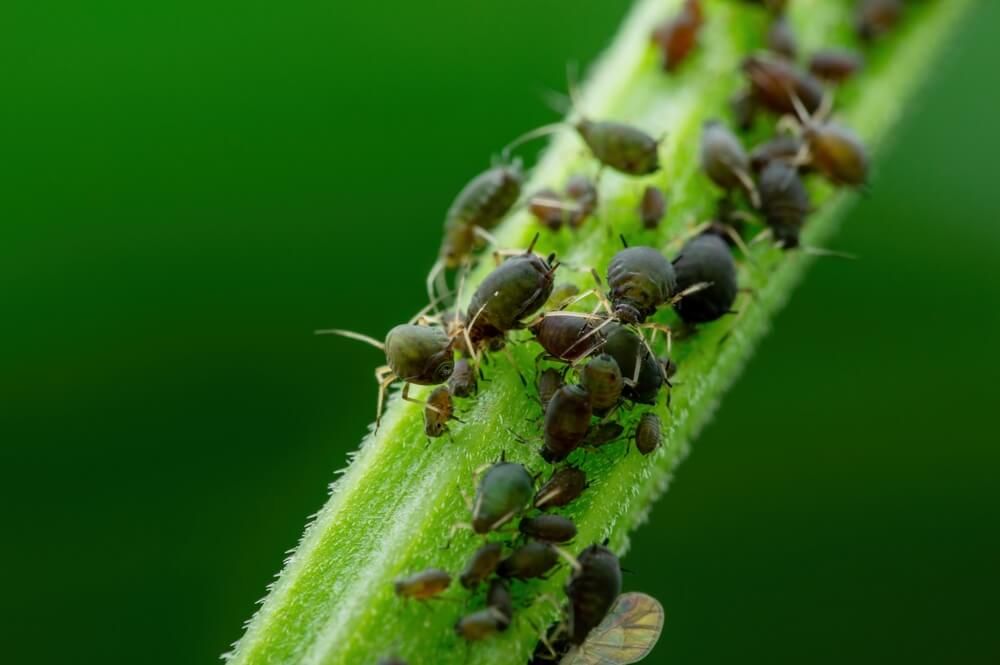 black bean aphids attacking a garden plant