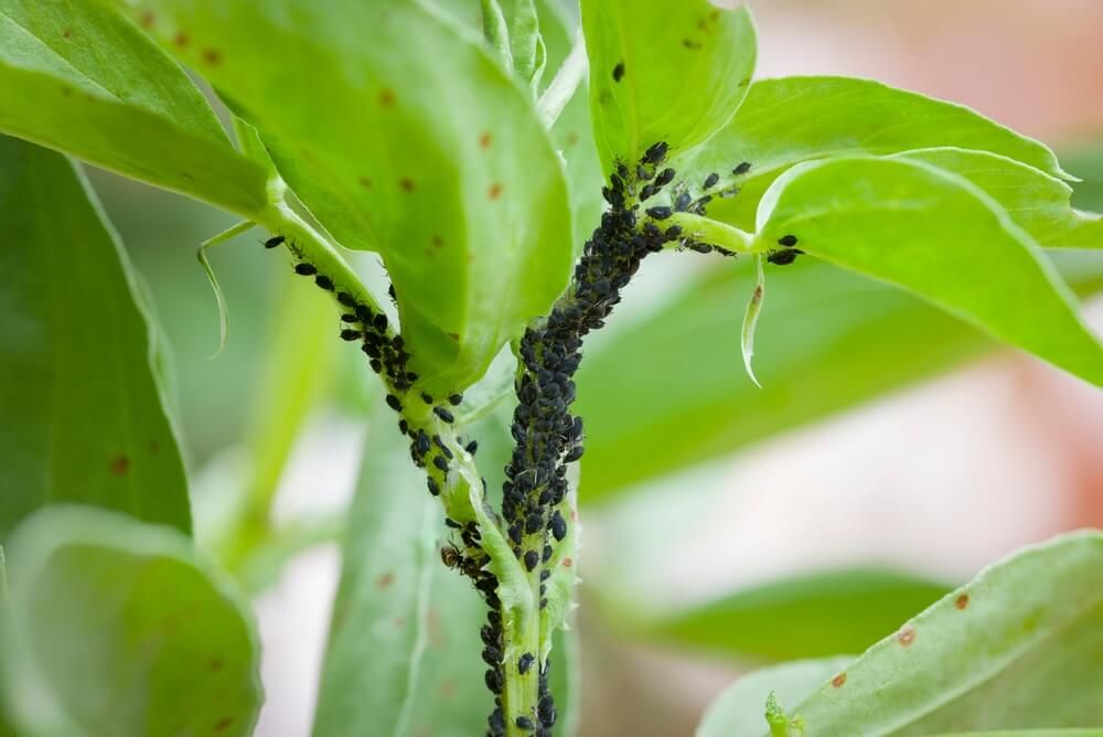 black fly aphids attacking bean plant leaves