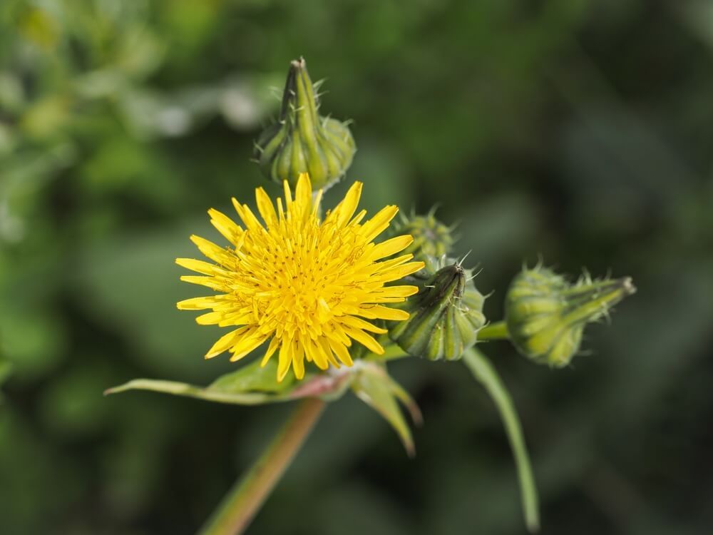 bright hawkweed flower blooming on a beautiful day