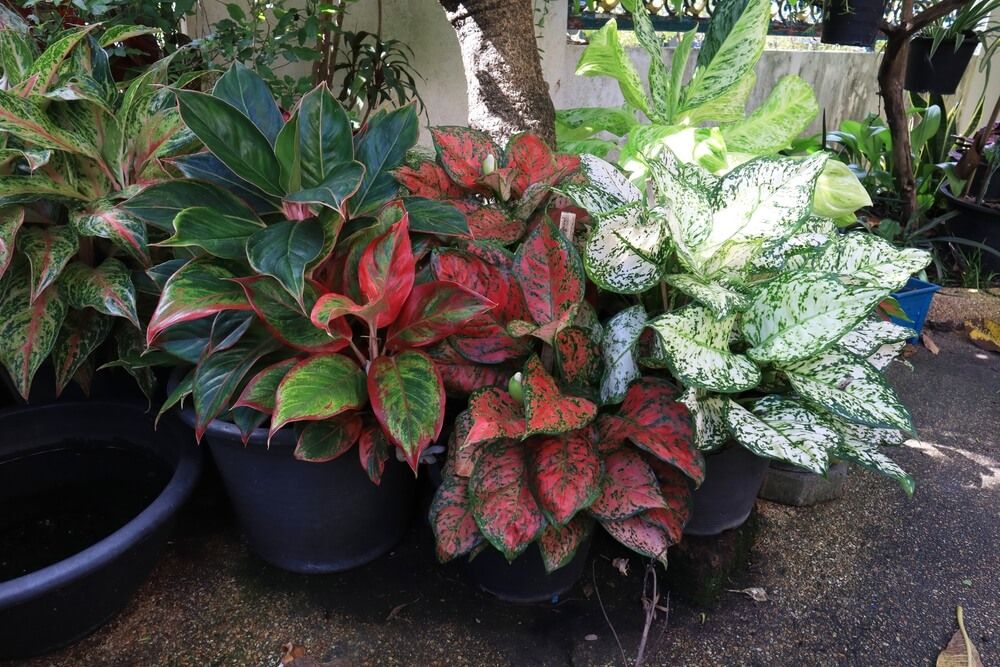 colorful and lovely aglaonema evergreens in pots