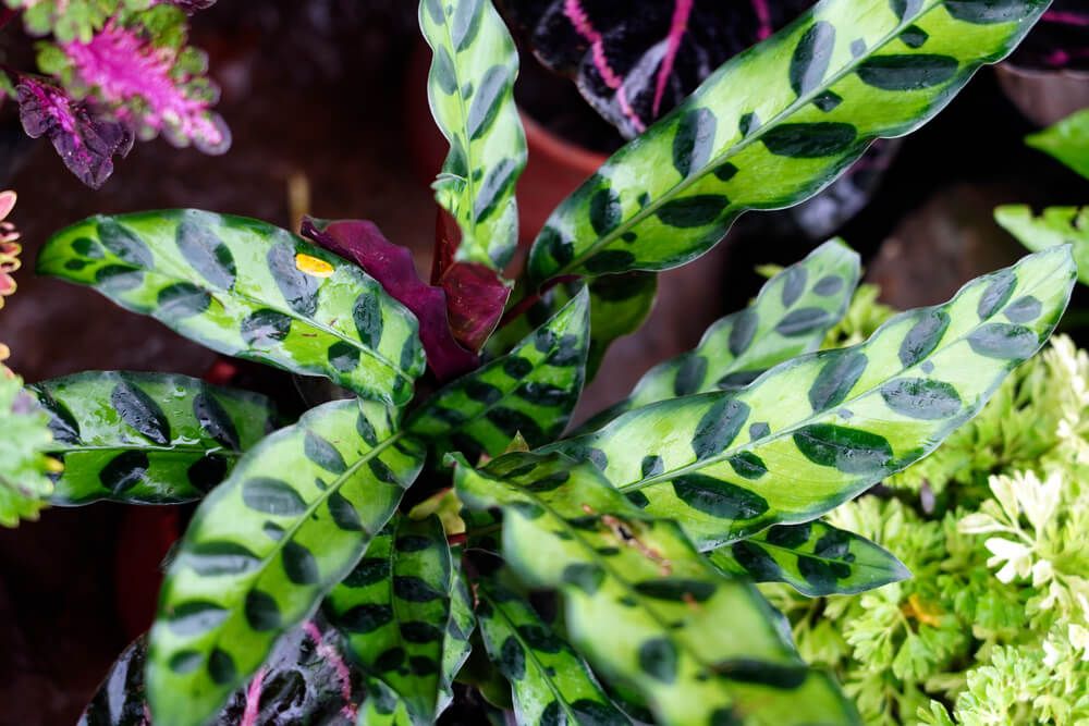 colorful rattlesnake plant with deep green and purple foliage