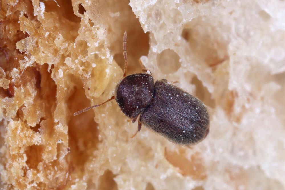 drugstore beetle hungrily snacking on fluffy homemade bread
