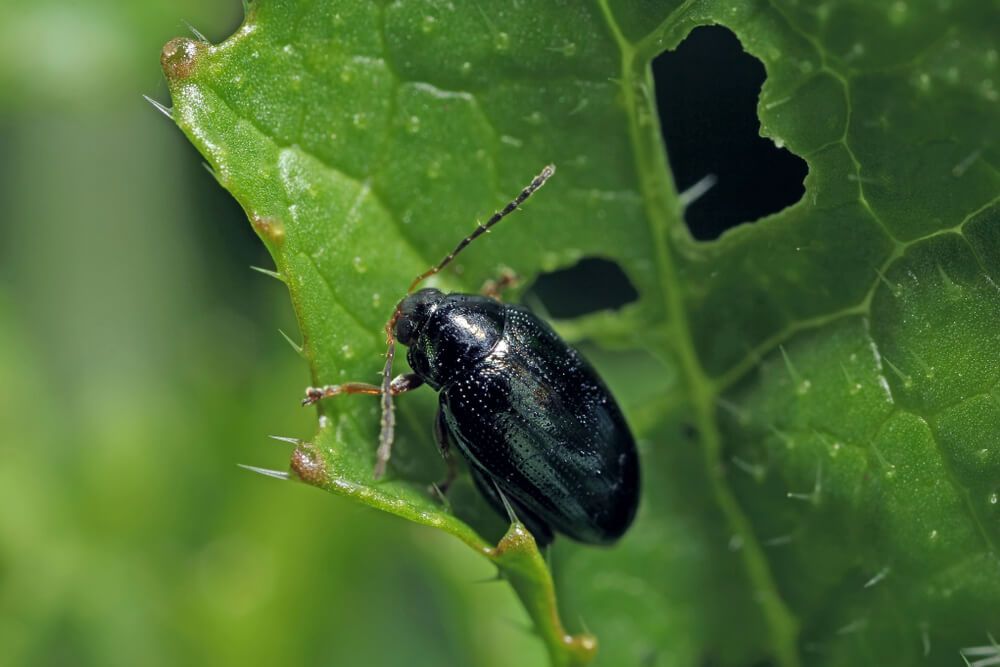 flea beetle snacking on bright green garden leaf