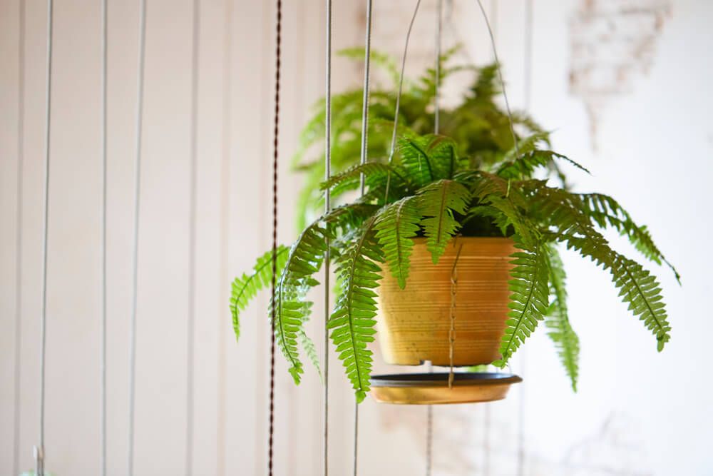 healthy nephrolepis exaltata fern growing in a hanging pot