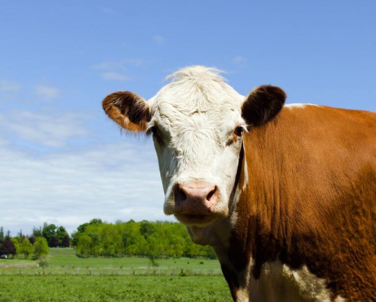13 Best Beef Cows for Beginners – Selecting the Right Breed for Your Homestead