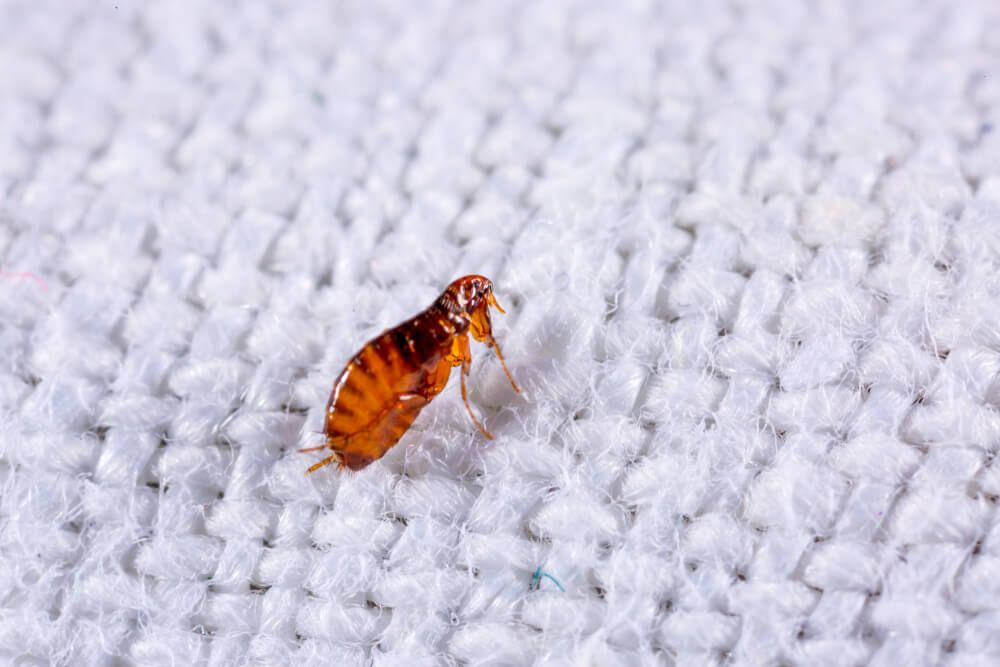highly magnified flea crawling on white fabric