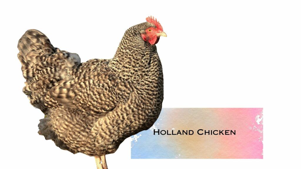 holland chicken 