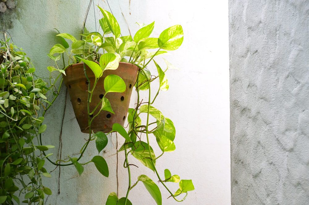 lovely golden pothos plant hanging from clay pot