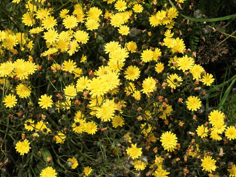 lovely golden yellow hawkbit wildflowers cluster