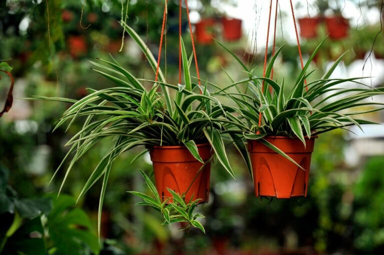 20 Best Hanging Plants That Don’t Need Sun – Shade-Loving Beauties!