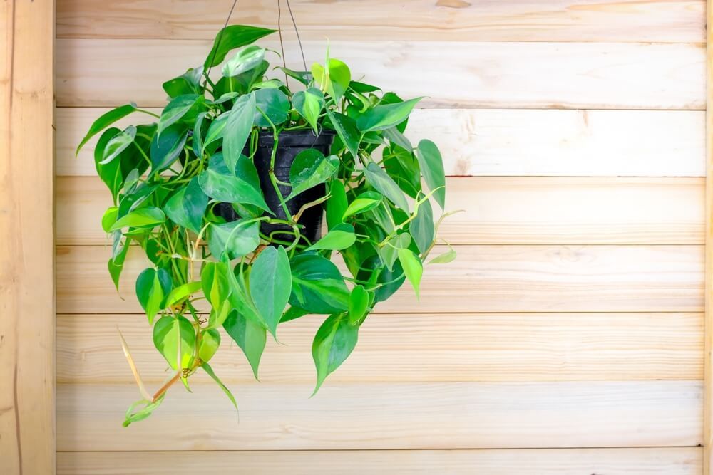 lush green philodendron plant hanging in pot