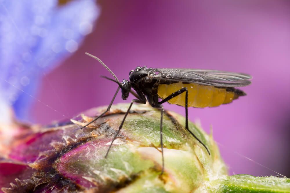 magnified black and yellow fungus gnat on flower bud