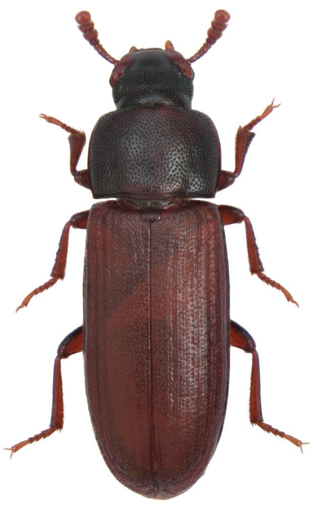 magnified dark red flour beetle portrait