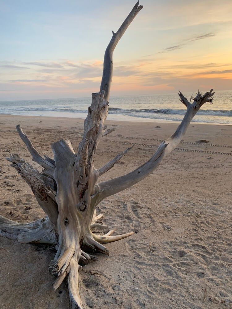 massive piece of driftwood on the sandy beach